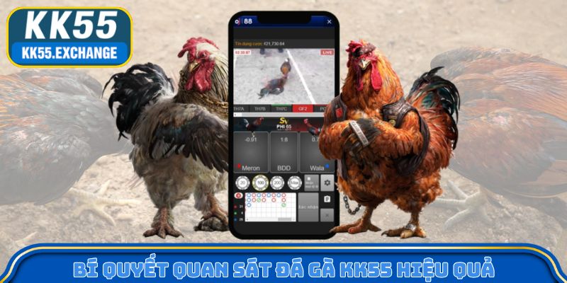 Bí quyết quan sát đá gà KK55 hiệu quả